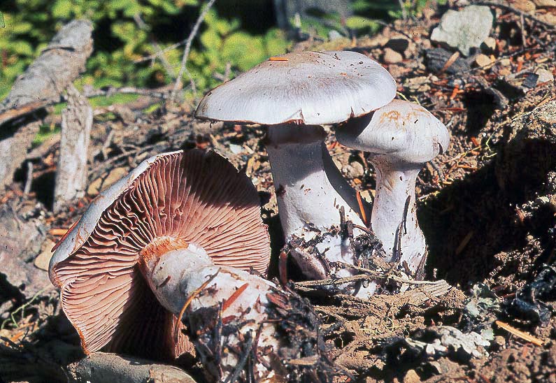 Cortinarius alboviolaceus